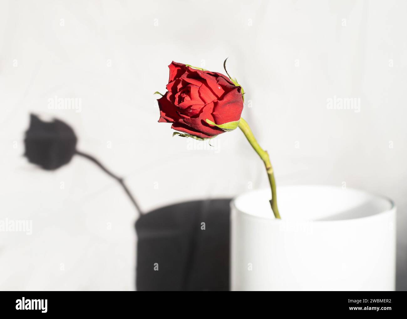 Single Red Rose e Shadow Foto Stock