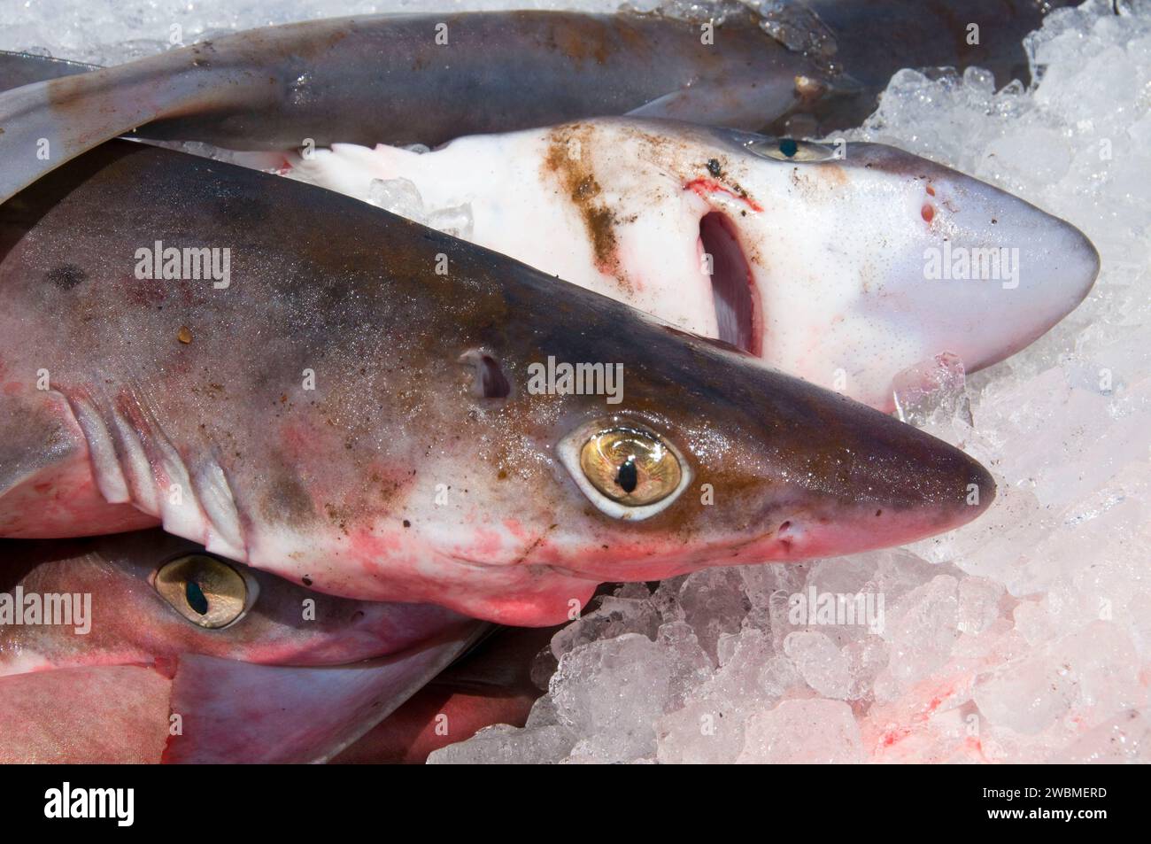 Catture di squali, Rye Harbour, New Hampshire Foto Stock