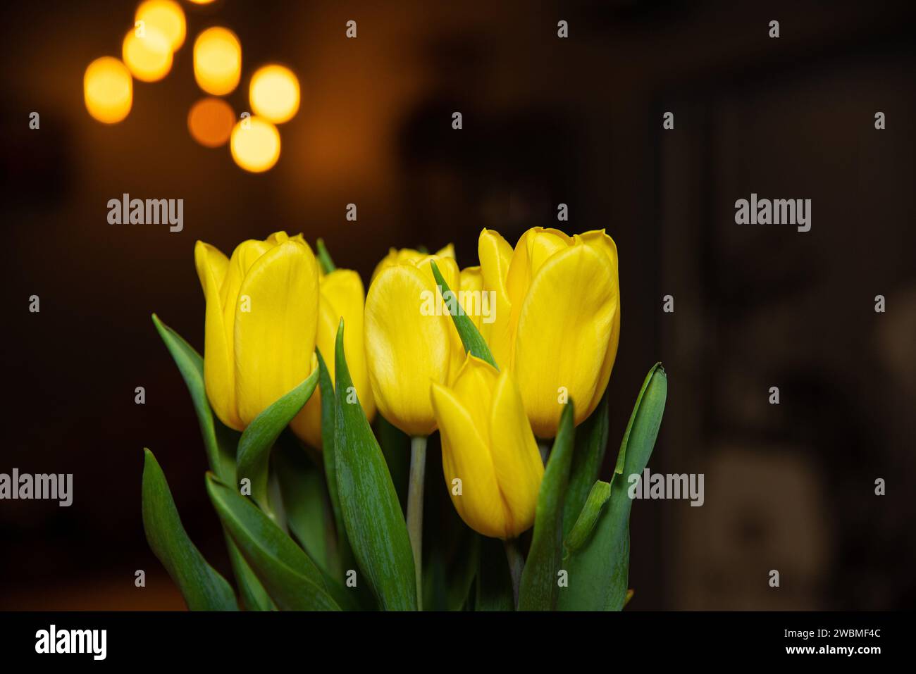 Un primo piano di fiori di tulipano gialli luminosi sullo sfondo di soffice luce bokeh, creando un'atmosfera calda e invitante. Foto Stock