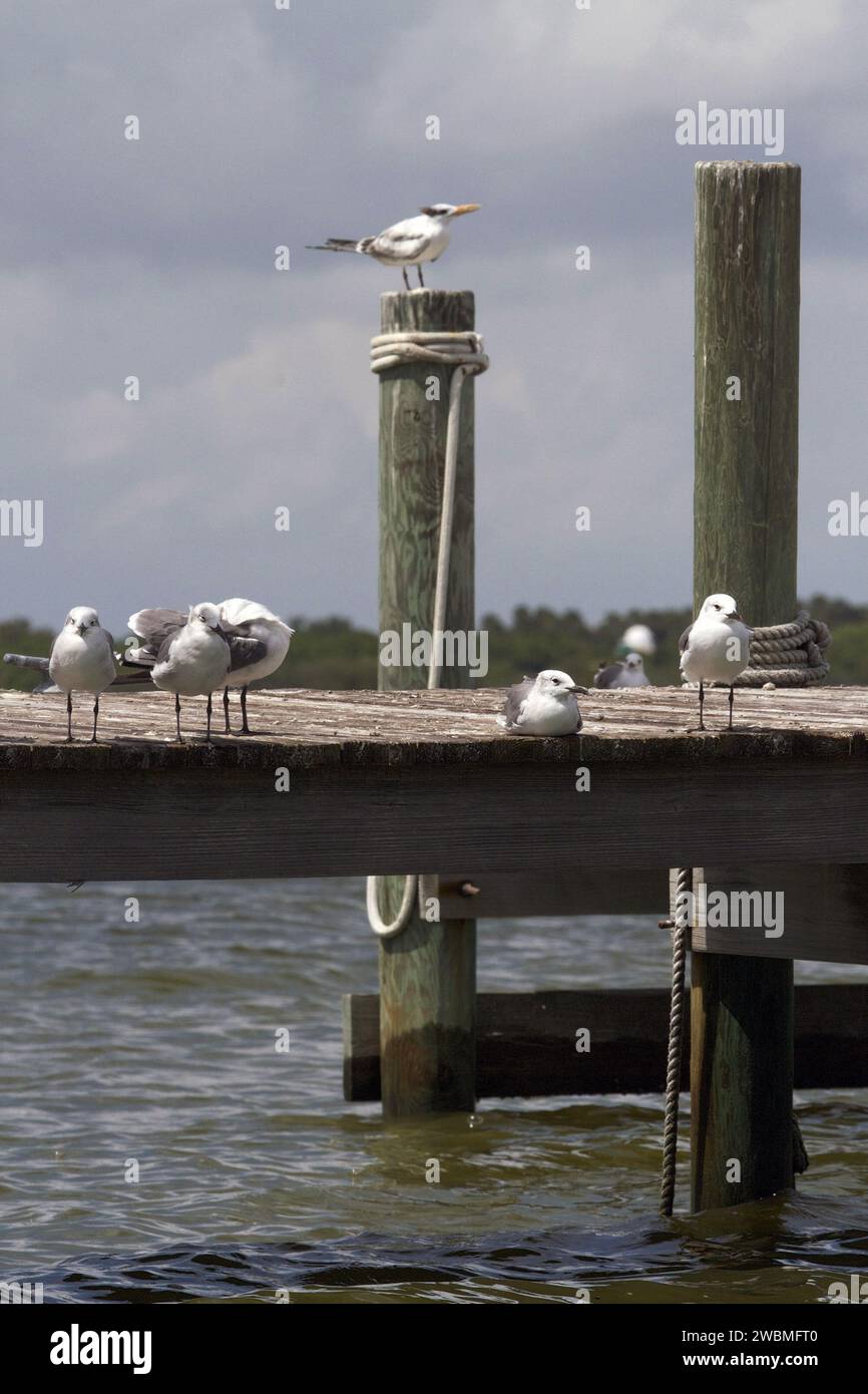 CAPE CANAVERAL, Ban. – Al Kennedy Space Center della NASA in Florida, diversi uccelli, tra cui alcuni gabbiani, siedono su un molo lungo il Causeway della NASA. Il centro condivide un confine con il Merritt Island National Wildlife Refuge, costituito da 140.000 acri. Il Rifugio offre un'ampia varietà di habitat, dune costiere, estuari e paludi di acqua salata, sequestri di acqua dolce, macchia, legni di pino e amache di legno duro che forniscono habitat a più di 1.500 specie di piante e animali, tra cui circa 331 specie di uccelli. Foto Stock