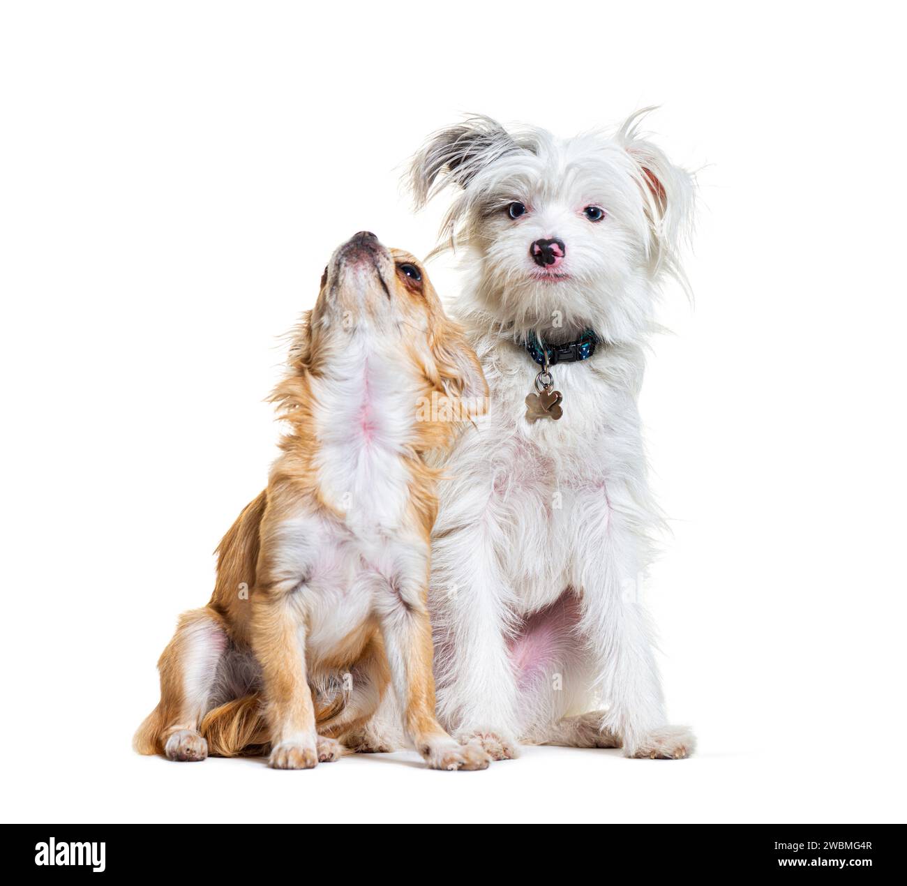 Chihuahua e Yorkie-Pom, isolati su bianco Foto Stock
