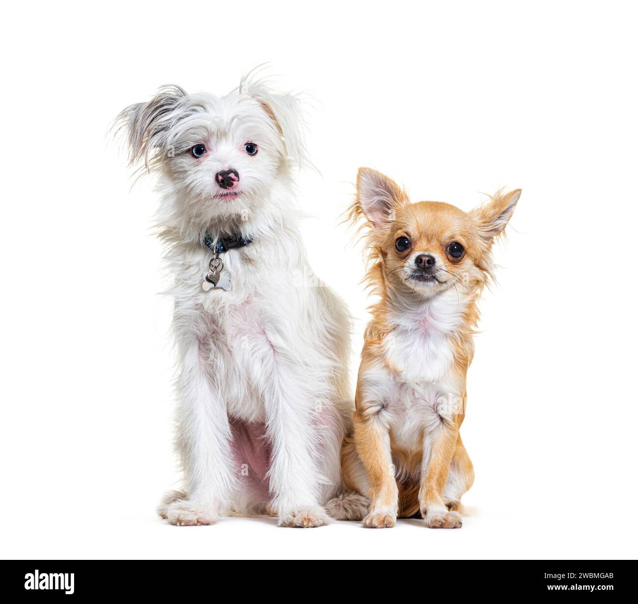 Chihuahua e Yorkie-Pom, isolati su bianco Foto Stock
