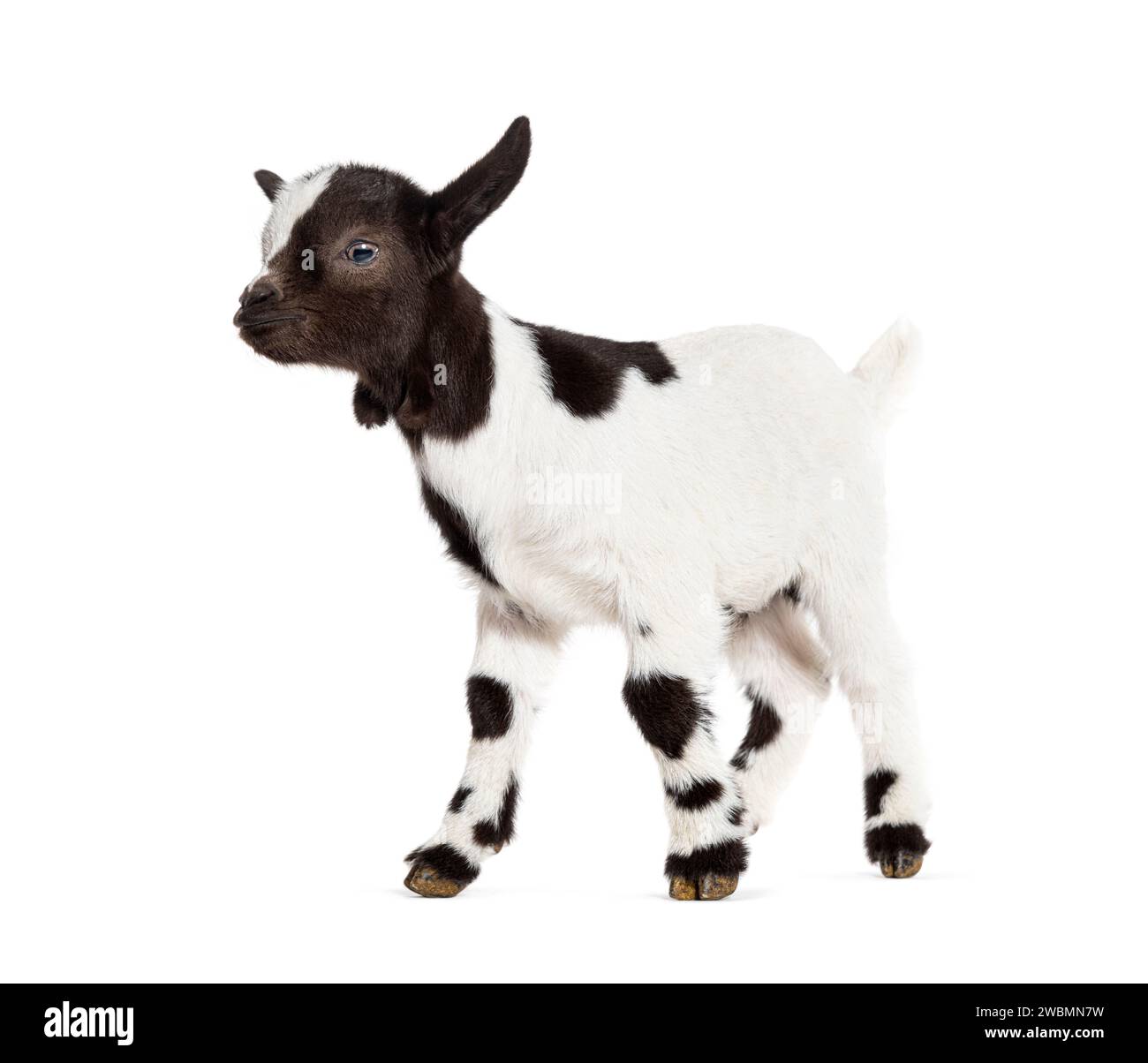 Vista laterale di un ragazzo bianco e nero di una capra tibetana Pigmy, isolato su bianco Foto Stock