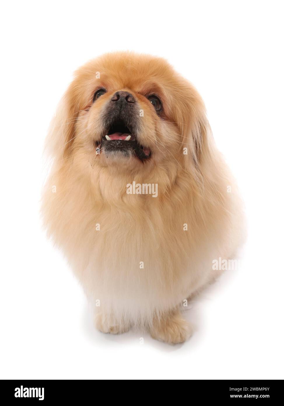 Carino cane pekingese su sfondo bianco Foto Stock