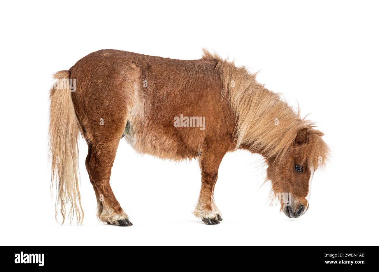 Falabella, Cavallo in miniatura Falabella, Pony Falabella, Nano argentino, Cavallo in miniatura, cavallo giocattolo Foto Stock