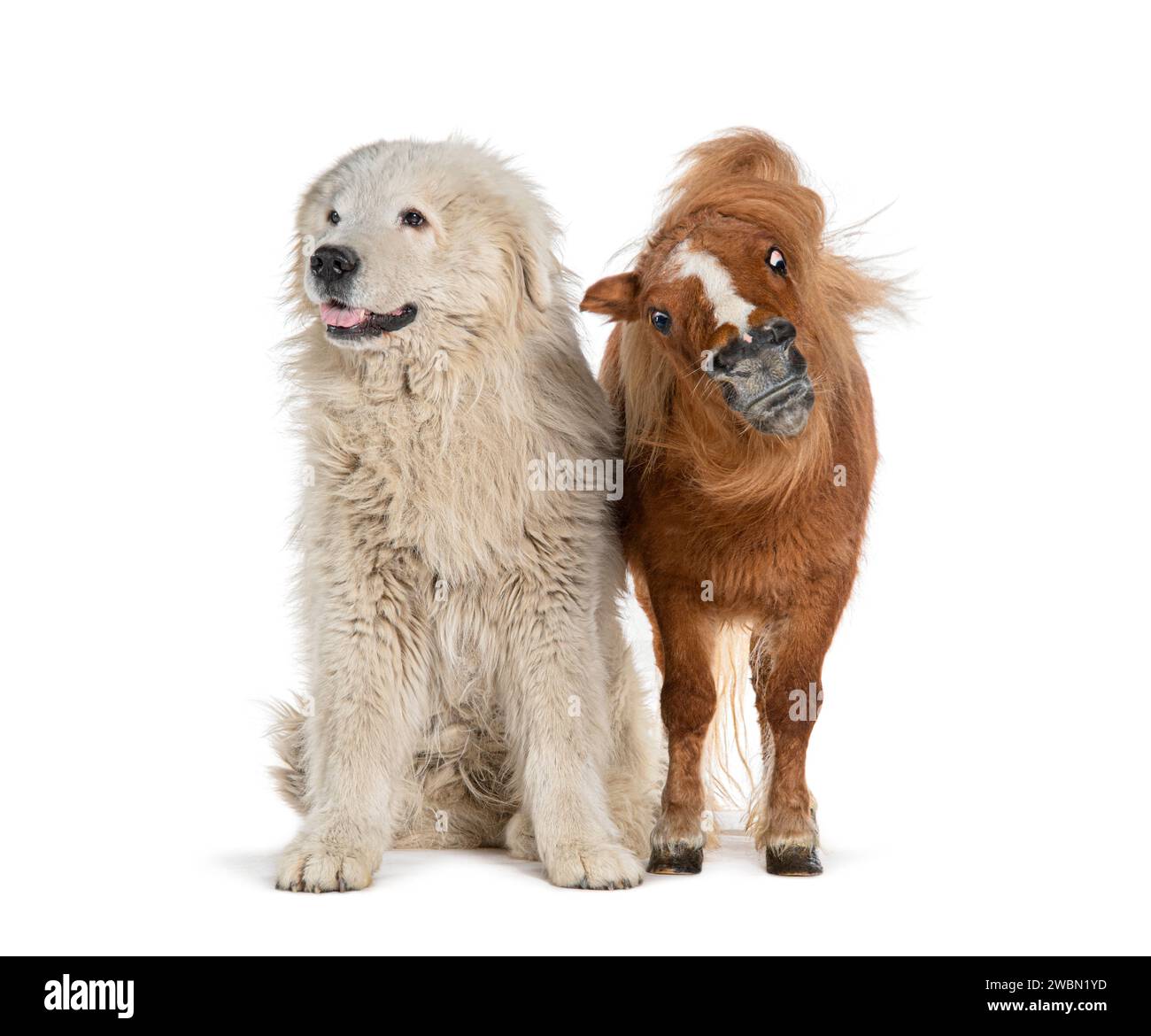 Cane da pecora Maremma e Cavallo in miniatura Falabella affiancati, isolati in bianco Foto Stock