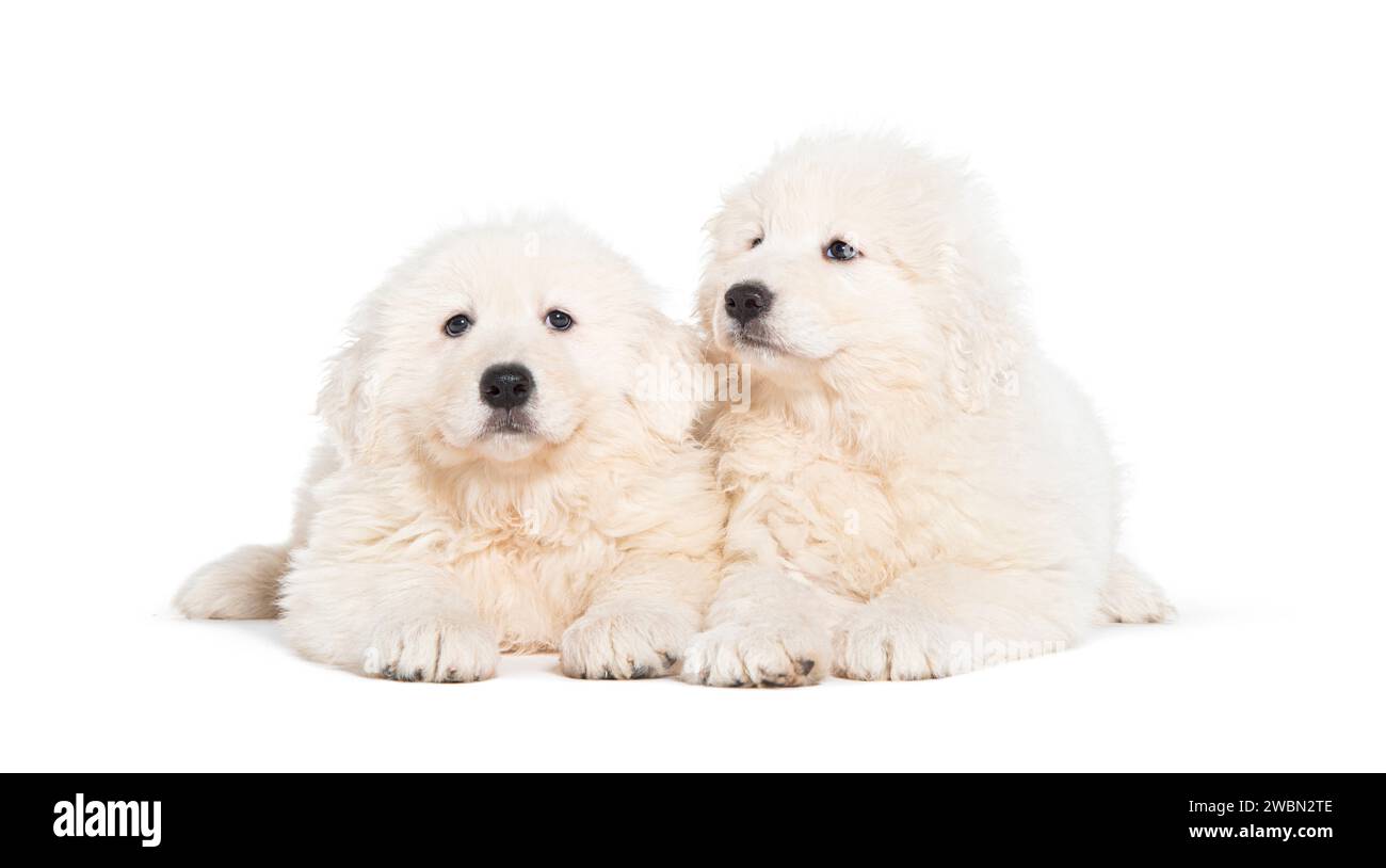 Otto settimane ols cuccioli Maremma Sheepdogs, isolati su bianco Foto Stock