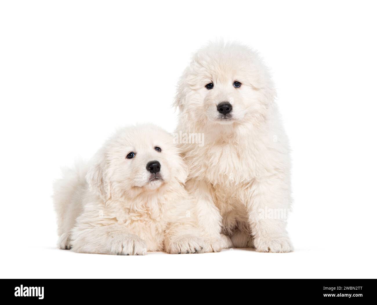 Otto settimane ols cuccioli Maremma Sheepdogs, isolati su bianco Foto Stock