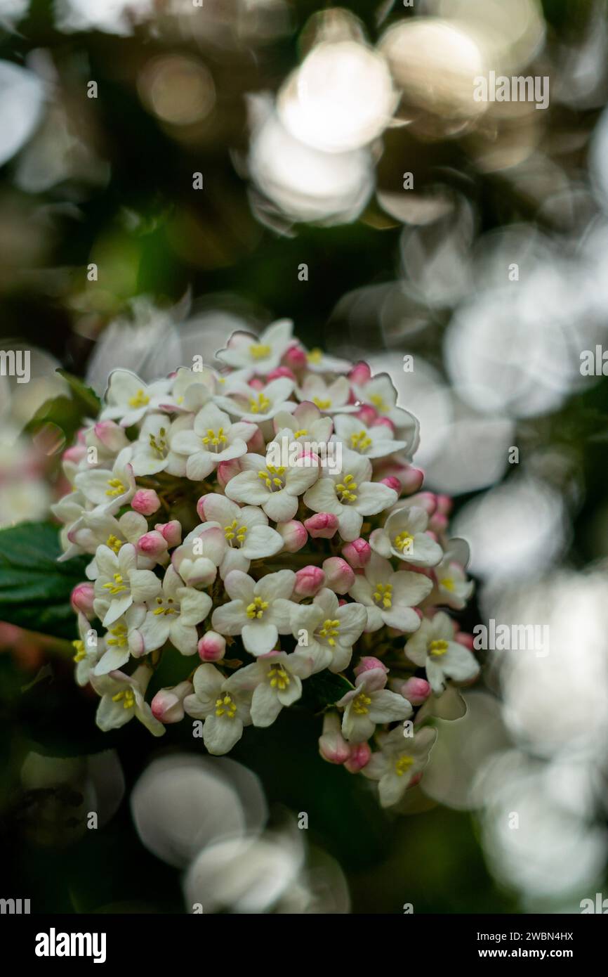 fiori di primavera macro, fiori macro arbusto Foto Stock