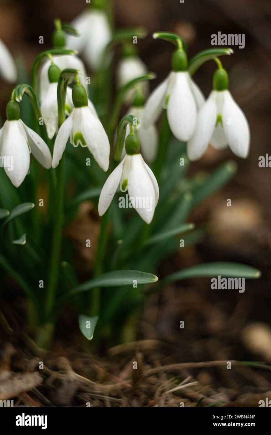 bouquet di nevicate bianche in un prato forestale Foto Stock