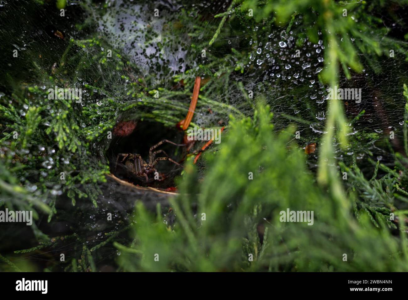 Imbuto ragno alla soglia del visone Foto Stock