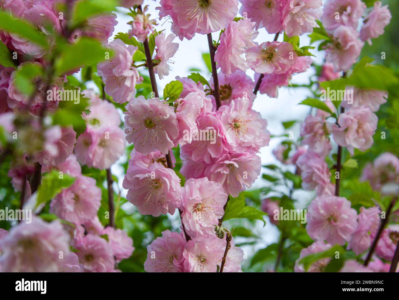 Sfondo rosa Cherry Blossom. Splendidi fiori rosa tenui di mandorle a tre lobi. Foto Stock