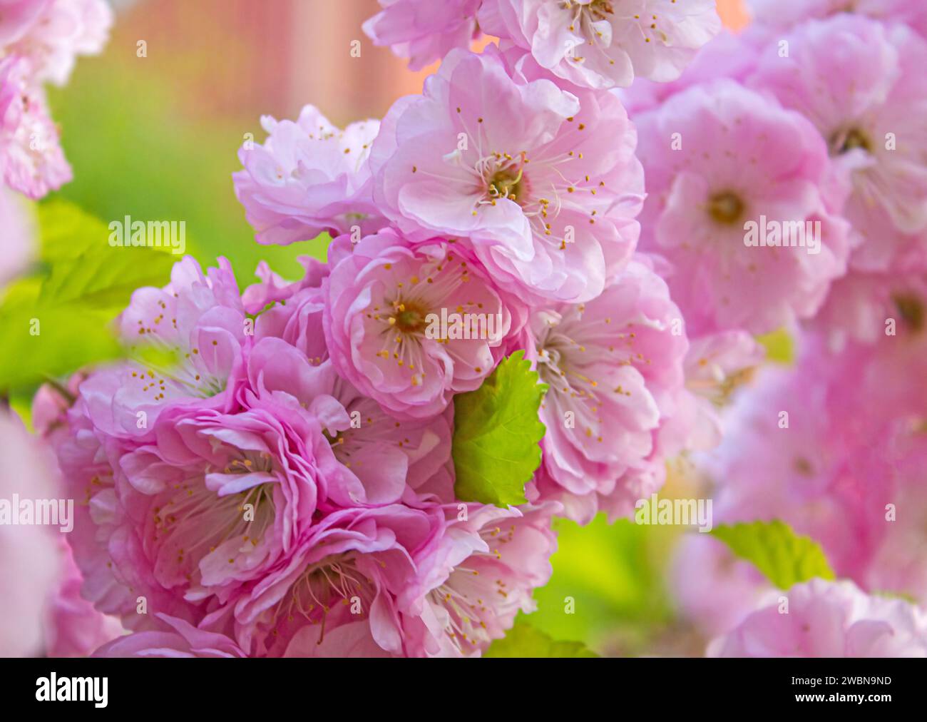 Fiori di rosa dolce che fioriscono Louiseania triloba, Prunus triloba, Amygdalus triloba nel giardino primaverile. Fiori Sakura rosa, immagine romantica da sogno spr Foto Stock