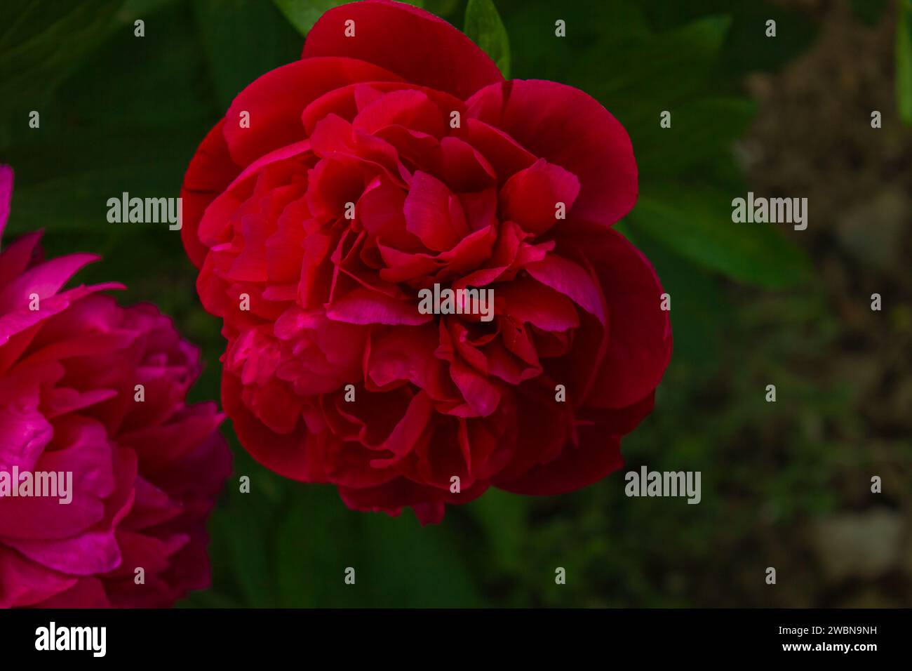 Peonie rosse in giardino. Peonia rossa in fiore. Primo piano sullo sfondo di splendidi fiori di peonie rosse. Foto Stock
