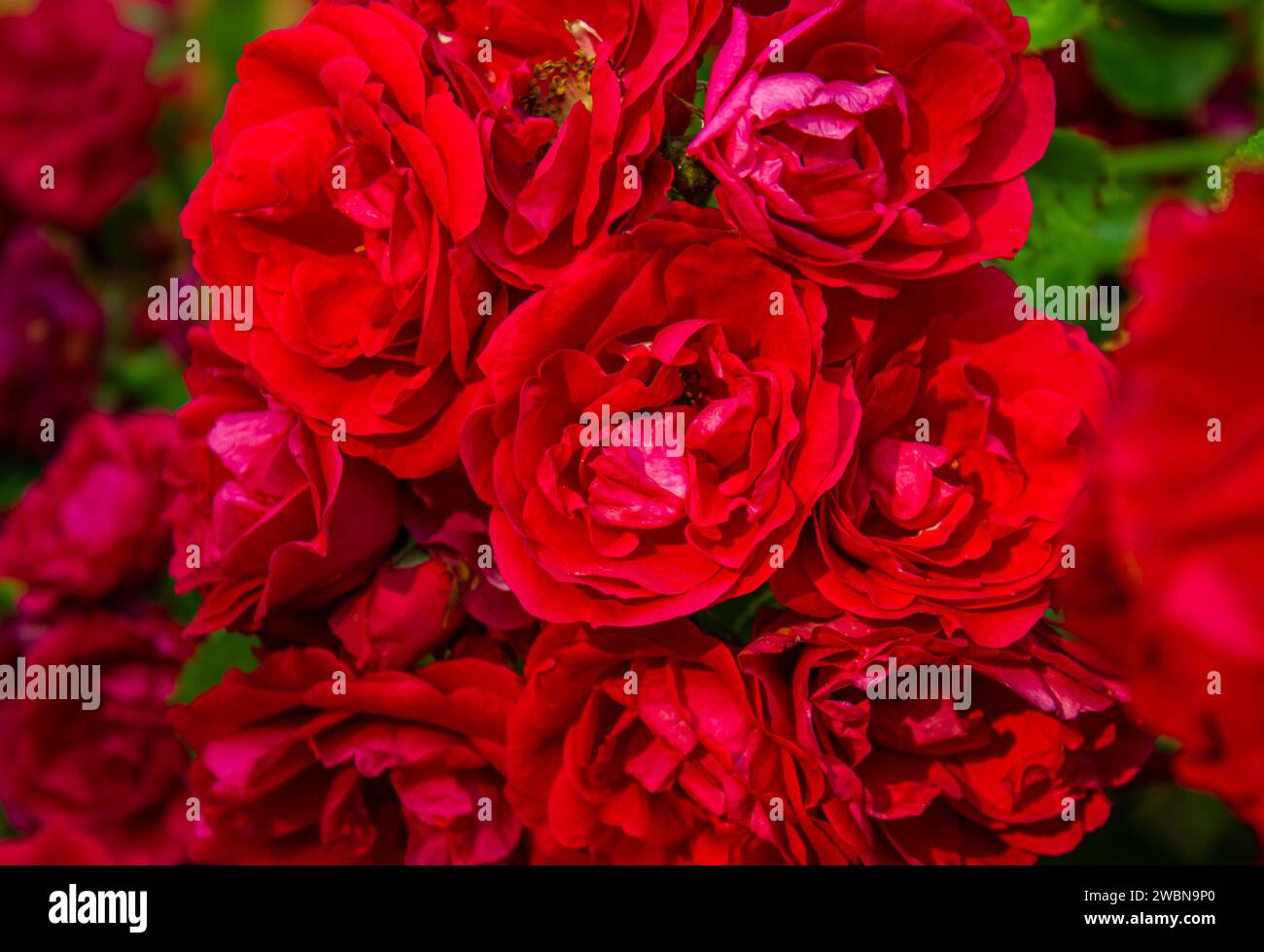 Ci sono molti boccioli di rose rosse in giardino. Concetto di giardinaggio, fioreria, design paesaggistico. Sfondo rosso di fiori di rosa. Foto Stock