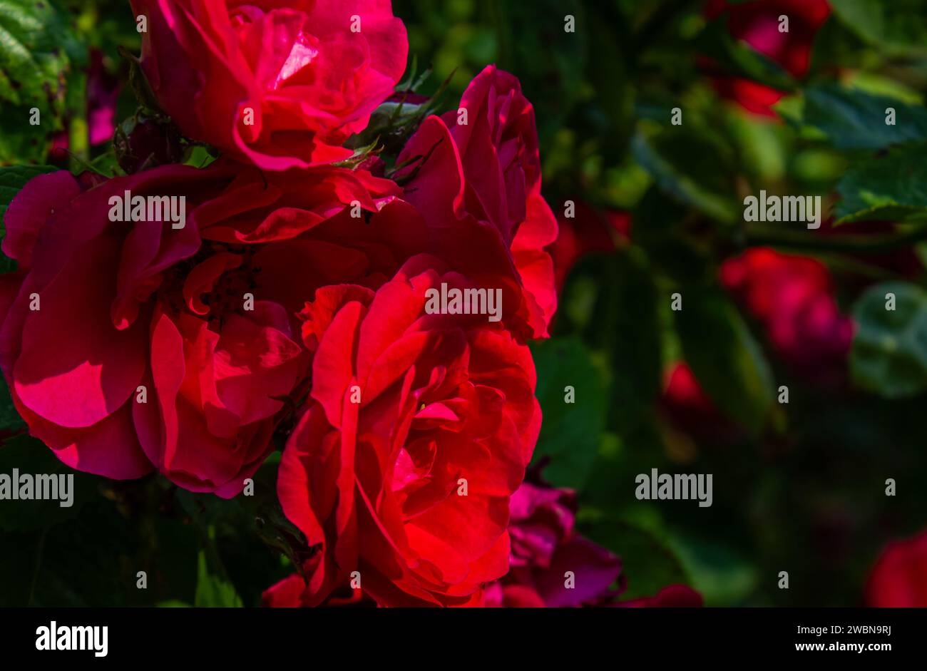 Rose rosse nel loro habitat naturale in piena fioritura, un bouquet di fiori da vicino, elegante, intimo, romantico, delicato su uno sfondo sfocato. Ro rosso Foto Stock