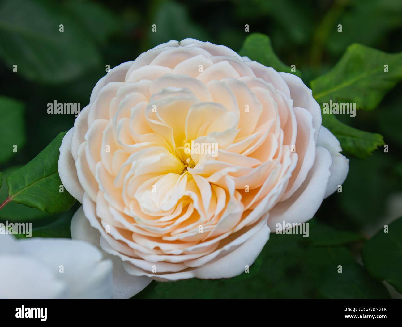 Rosa inglese Abraham Darby nel giardino botanico con sfondo verde. Sfondo naturale. Foto Stock
