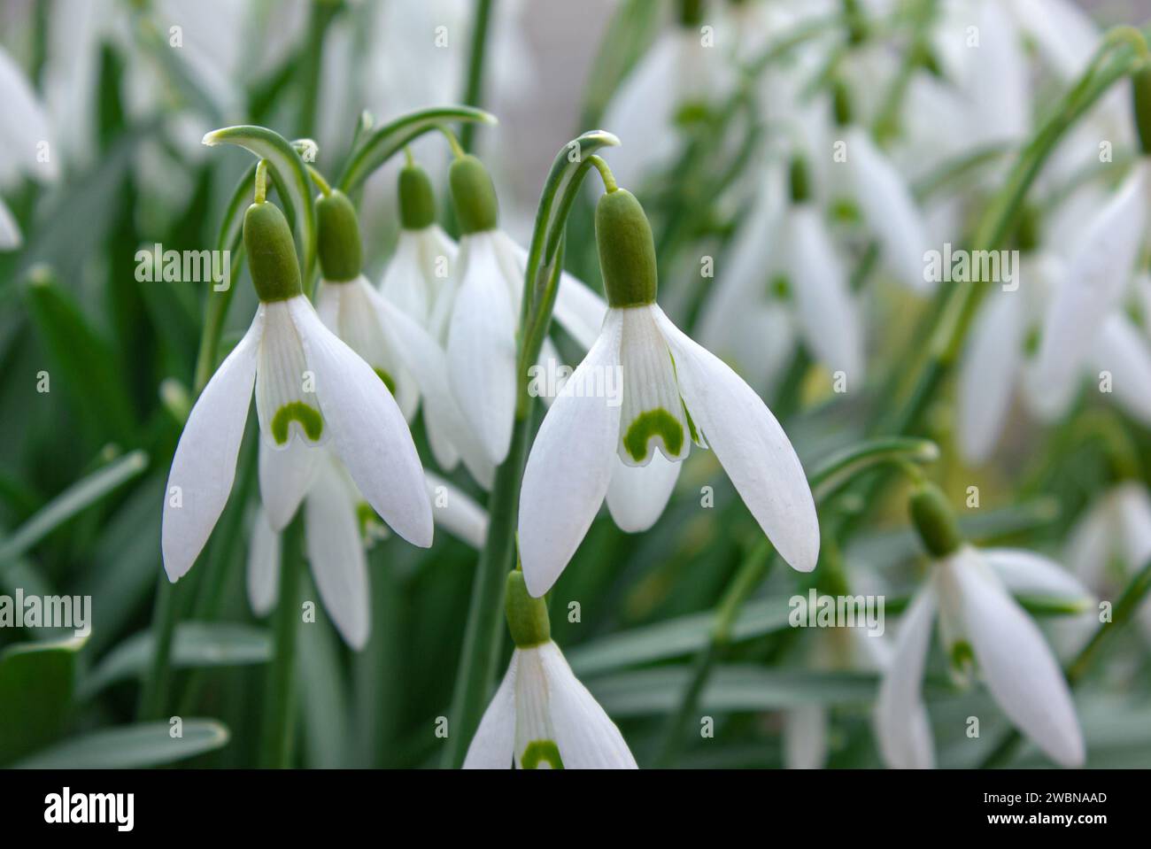 Primo piano delle gocce di neve fresche comuni (Galanthus nivalis) che fioriscono in primavera. Campo di fiori selvatici. Concetto di inizio primavera. Foto Stock