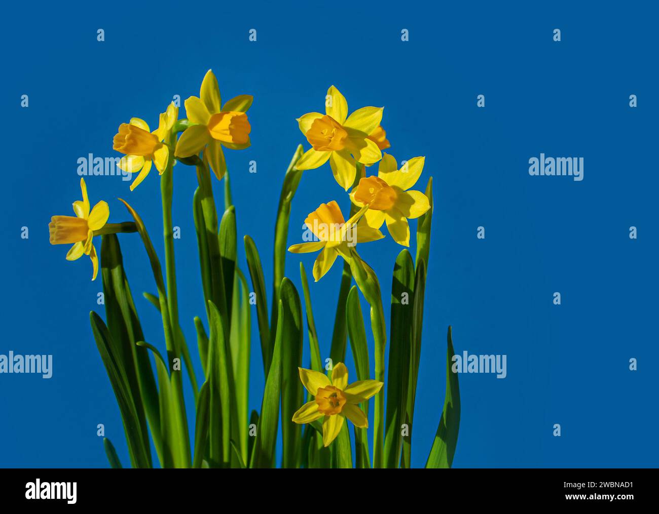 Mini narcisi gialli isolati su sfondo blu con spazio per la copia. Concetto di primavera. Concetto blu e giallo. Foto Stock