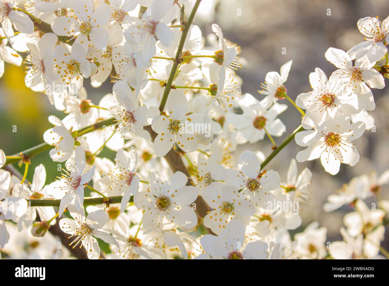 Fiori di ciliegio a ramo nelle giornate di sole. I raggi del sole illuminano i fiori di ciliegio freschi. Fiori di ciliegio. I ciliegi fioriscono su un ramo di ciliegio. Primavera, Fiore Foto Stock
