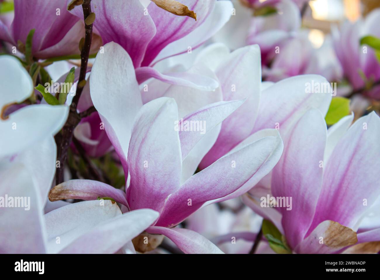 Magnolia Soulangeana primo piano, sfondo primaverile. Splendidi fiori rosa di Magnolia soulangeana su un albero. Foto Stock