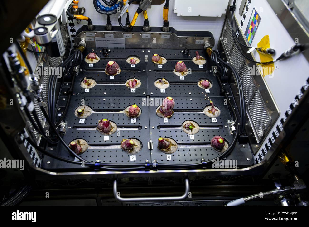 Il 30 novembre 2020, l'indagine Plant Habitat-02 a bordo della ISS ha documentato la coltivazione di radiaci nell'Advanced Plant Habitat per valutare il valore nutrizionale e i parametri di crescita delle piante coltivate nello spazio. Foto Stock