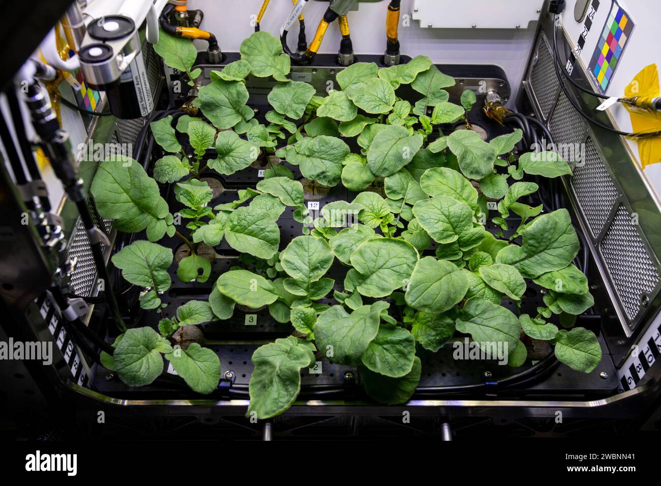 Le piante di ravanello crescono all'interno dell'Advanced Plant Habitat della stazione spaziale Internazionale per studiare la produzione alimentare, la nutrizione e il gusto in microgravità il 20 dicembre 2020. Foto Stock