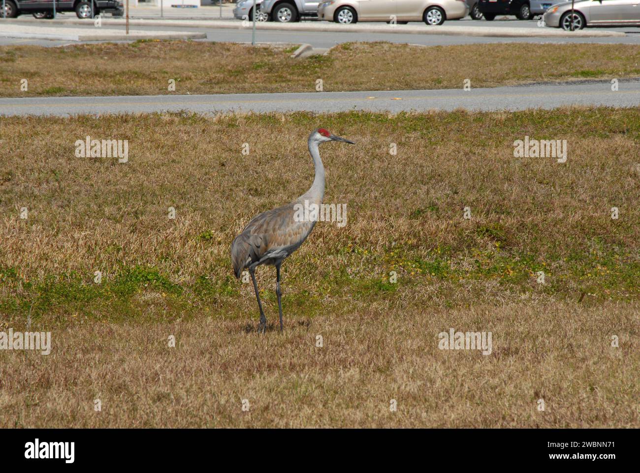 CAPE CANAVERAL, Ban. Una gru di sabbia si ferma dalla ricerca di cibo