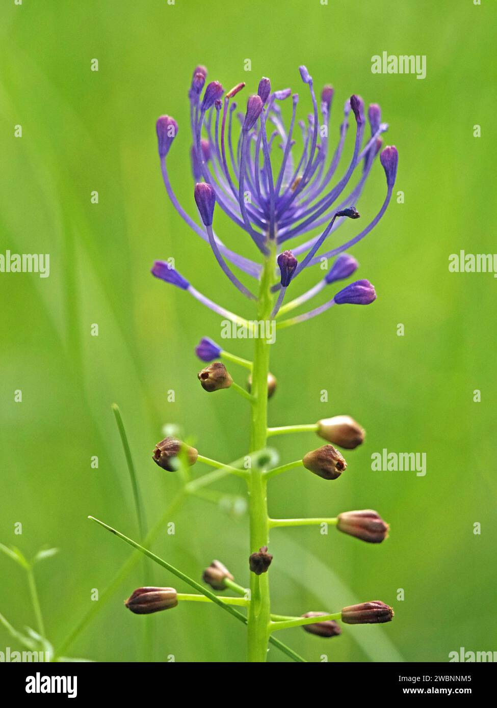 Suggestivo fiore superiore blu di nappina Giacinto /nappina Giacinto d'uva (Leopoldia comosa) che cresce in un prato di fiori selvatici delle Alpi italiane, Italia, Europa Foto Stock