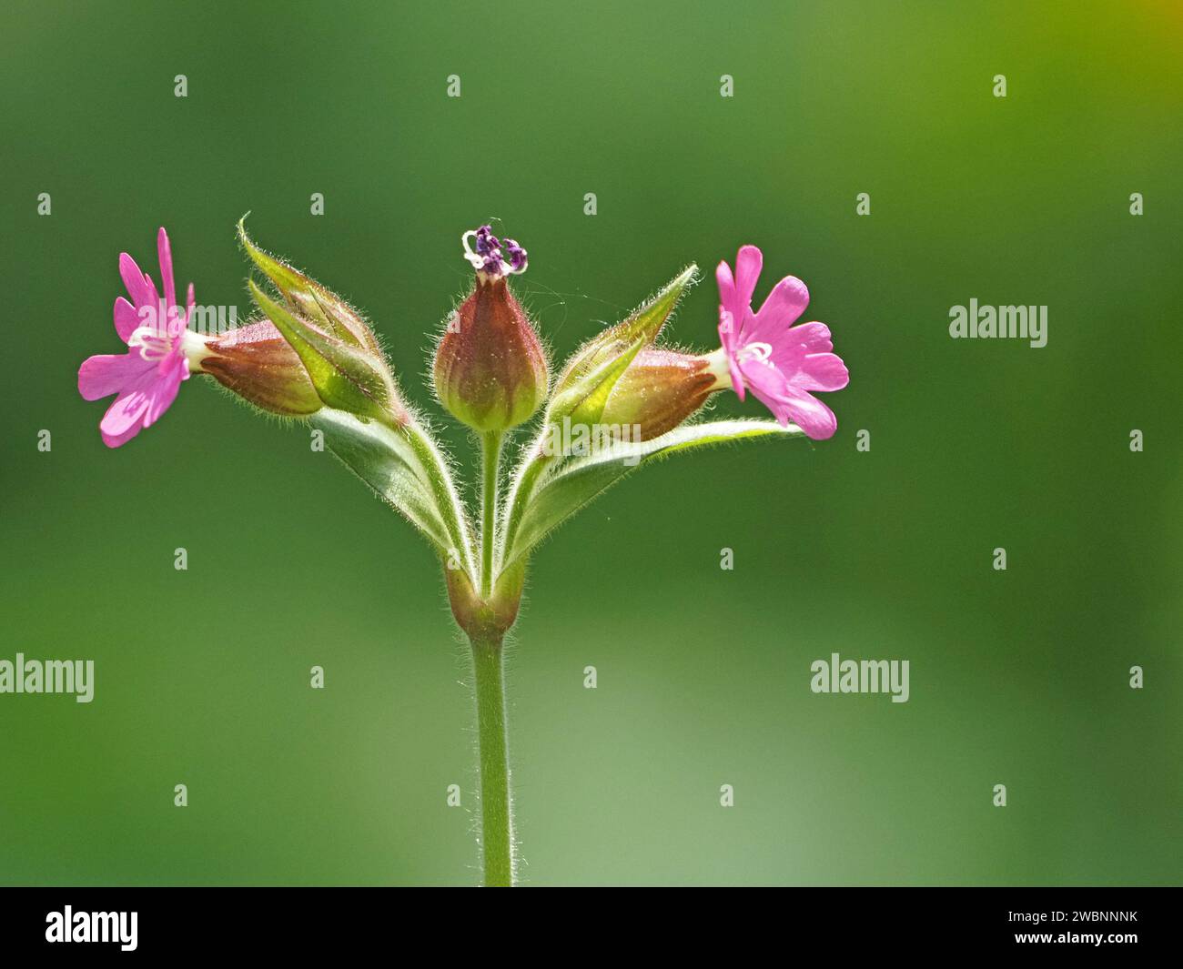 Due fiori di Campion rosso (Silene dioica) distanziati simmetricamente su entrambi i lati di un fiore passato andato a semina nelle Alpi italiane, Italia, Europa Foto Stock