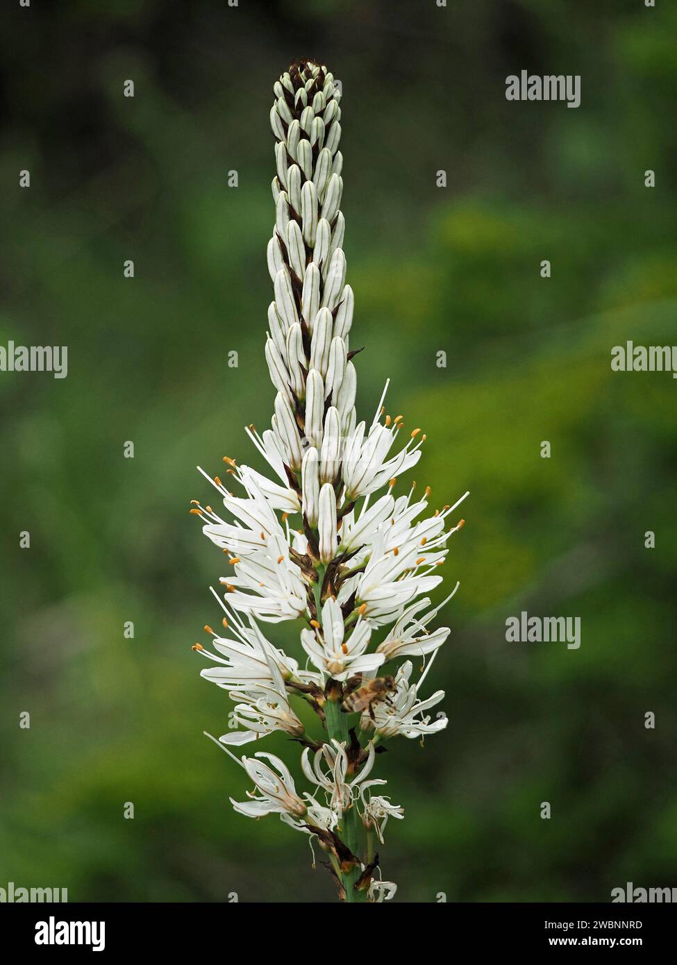 Fiori venati a forma di stella su punta di fiori di asfodel bianco o asfodel a fiore bianco (Asphodelus albus) che cresce selvaggiamente nelle Alpi italiane, Italia, Europa Foto Stock