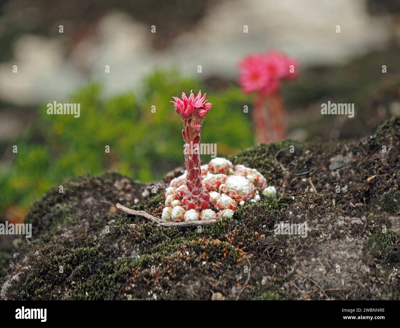 Fiori rosa e gambi carnosi di Sempervivum arachnoidem (cobweb Houseleek), perenne succulento nell'habitat montano delle Alpi italiane Foto Stock