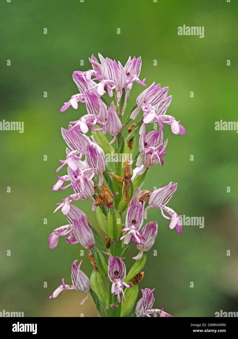 Punta di fiori di Orchidea militare (Orchis militaris) con cappuccio simile a un casco militare che cresce in una radura boschiva nelle Alpi italiane, Italia, Europa Foto Stock