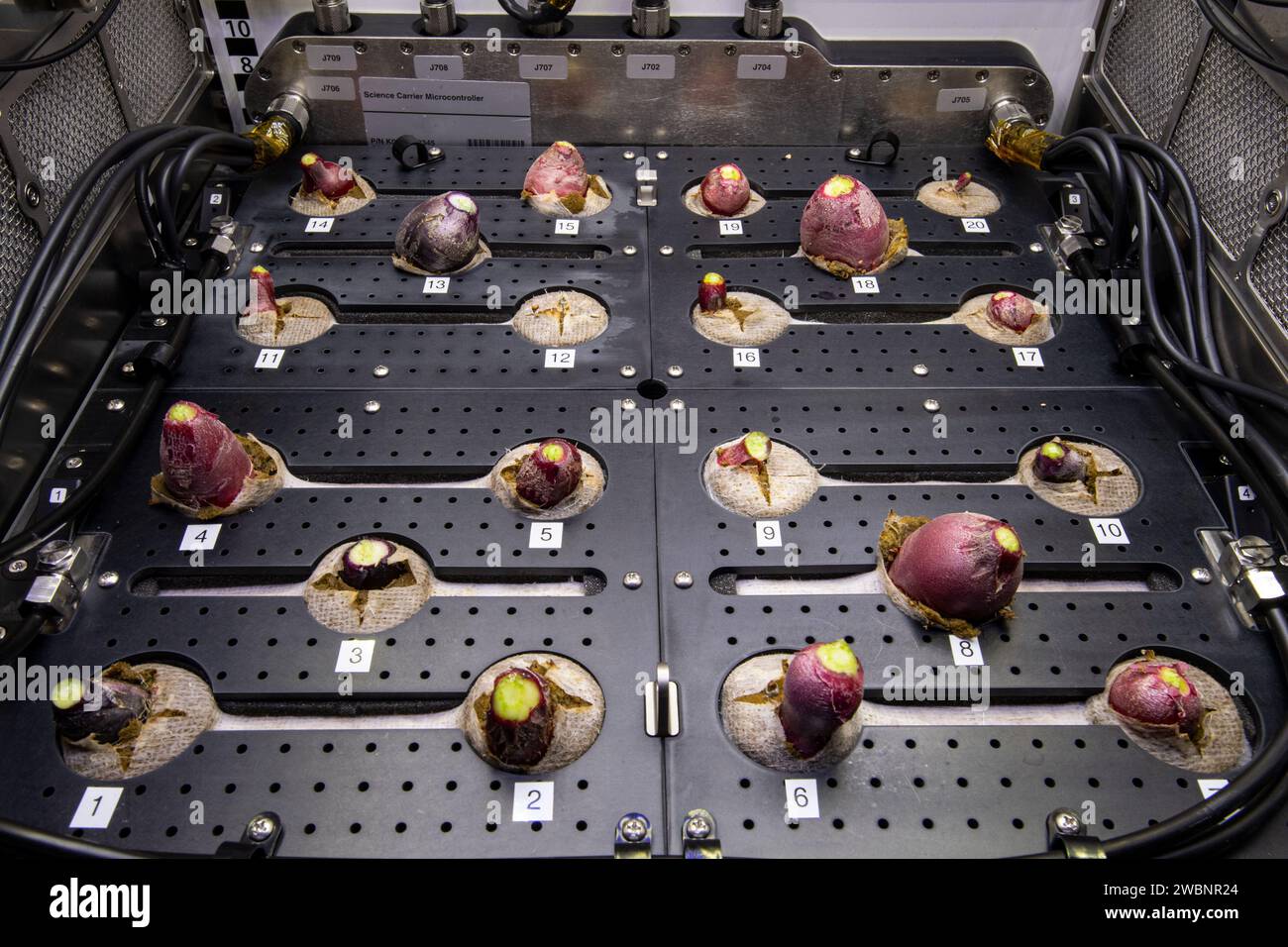 I bulbi di ravanello sono mostrati all'interno dell'ISS Advanced Plant Habitat il 30 dicembre 2020, dopo il raccolto per studiare la produzione alimentare, la nutrizione e il gusto in microgravità. Foto Stock
