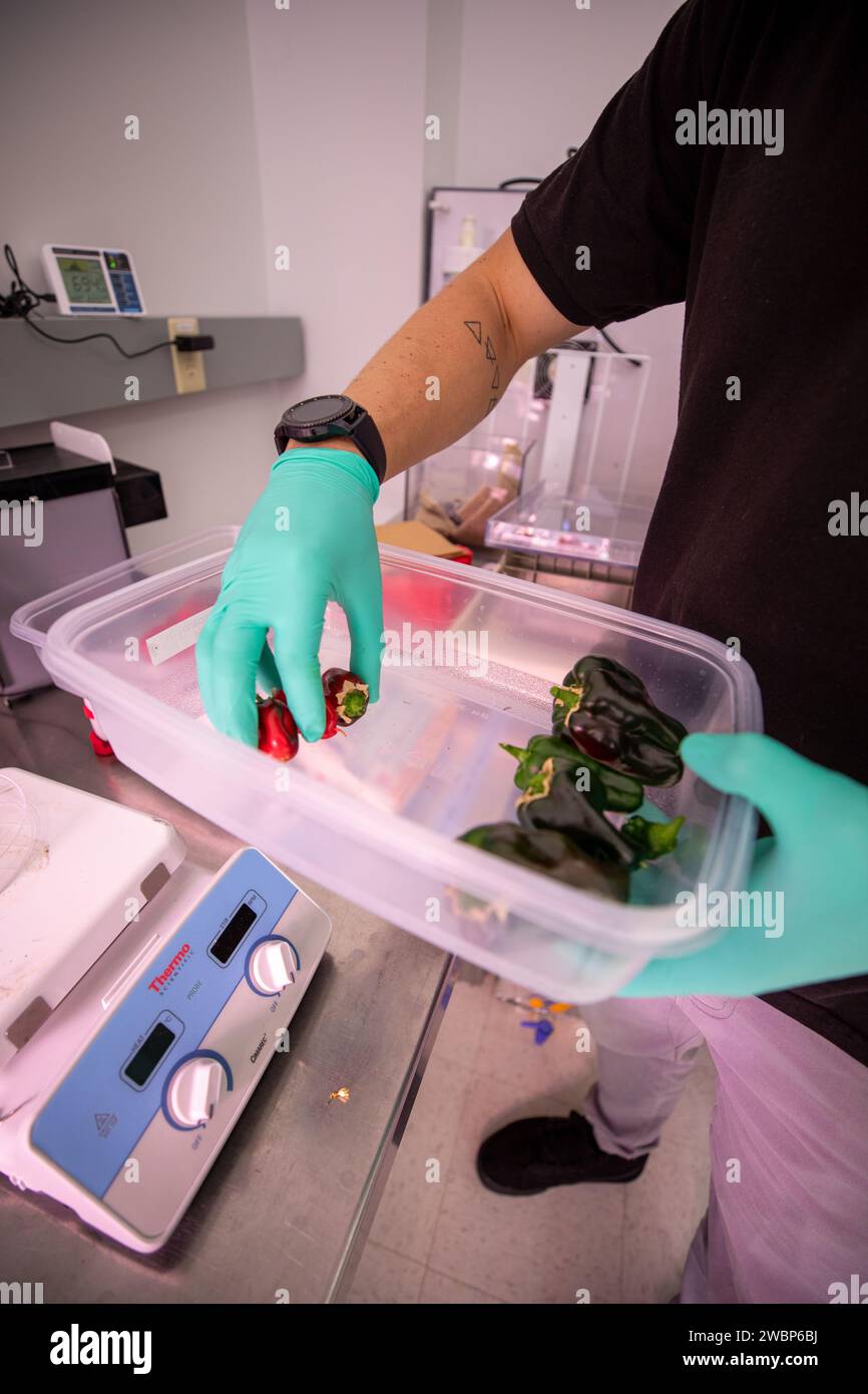 Il 15 gennaio 2020, il ricercatore Jason Fischer pesò i peperoni raccolti all'interno della stazione spaziale del Kennedy Space Center della NASA, preparandoli per la coltivazione spaziale per fornire prodotti freschi per diete astronaute in missioni oltre l'orbita terrestre bassa. Foto Stock