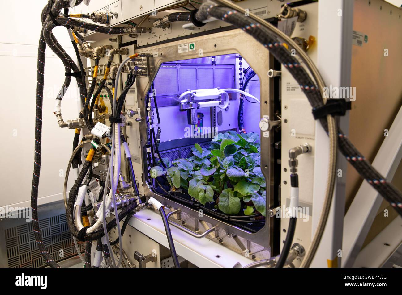 A view of Radishes Growing in the Advanced Plant Habitat (APH) Growing Unit all'interno della Space Station Processing Facility presso il Kennedy Space Center della NASA in Florida il 14 dicembre 2020. I rami sono una coltura di controllo a terra per l'esperimento Plant Habitat-02 (PH-02), che prevede anche la coltivazione di due colture di ravanelli simili all'interno dell'APH della stazione spaziale Internazionale. L'astronauta della NASA Kate Rubins ha raccolto il primo raccolto il 30 novembre, e il secondo raccolto a bordo del laboratorio orbitale è previsto per il 30 dicembre. Una volta che i campioni torneranno sulla Terra, i ricercatori confronteranno quelli cresciuti nello spazio con i raggi gro Foto Stock