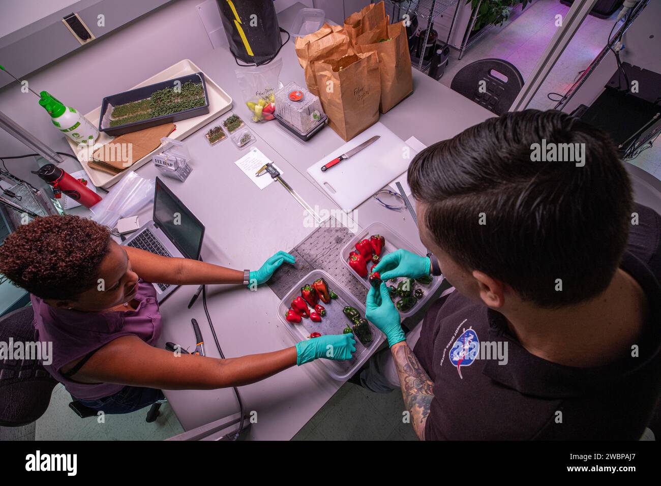 Il 15 gennaio 2020, lo scienziato vegetale Lashelle Spencer e lo scienziato ricercatore Jason Fischer hanno rimosso gli steli dai peperoni coltivati all'interno della stazione spaziale Kennedy della NASA per prepararli alla pesatura e alla successiva coltivazione spaziale per la nutrizione degli astronauti in missioni di lunga durata. Foto Stock
