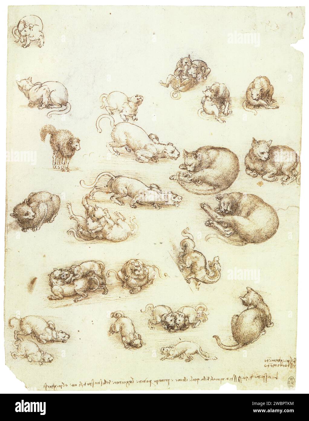 LEONARDO DA VINCI.STUDIES OF CATS.A DRAGON AND OTHER ANIMALS.1513-1515.PEN AND INK AND WASH OVER CHALK.271 MM X 204 MM Foto Stock