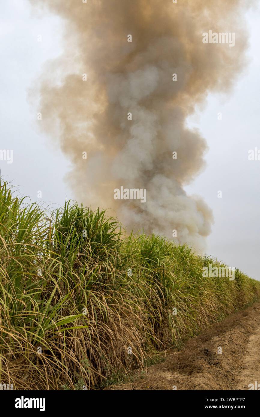 Africa occidentale, Senegal, piantagione di zucchero Richard Toll. Qui la canna è stata bruciata per scacciare animali nocivi per gli uomini che raccolgono canna da zucchero. Foto Stock