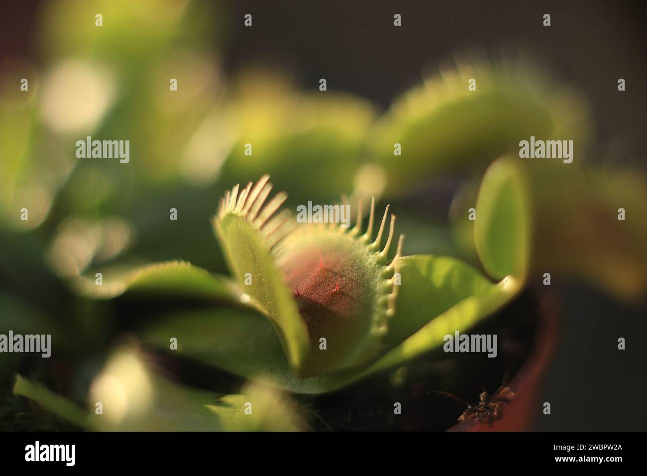 Un closeup di pianta carnivora del flytrap di venus. Foto Stock