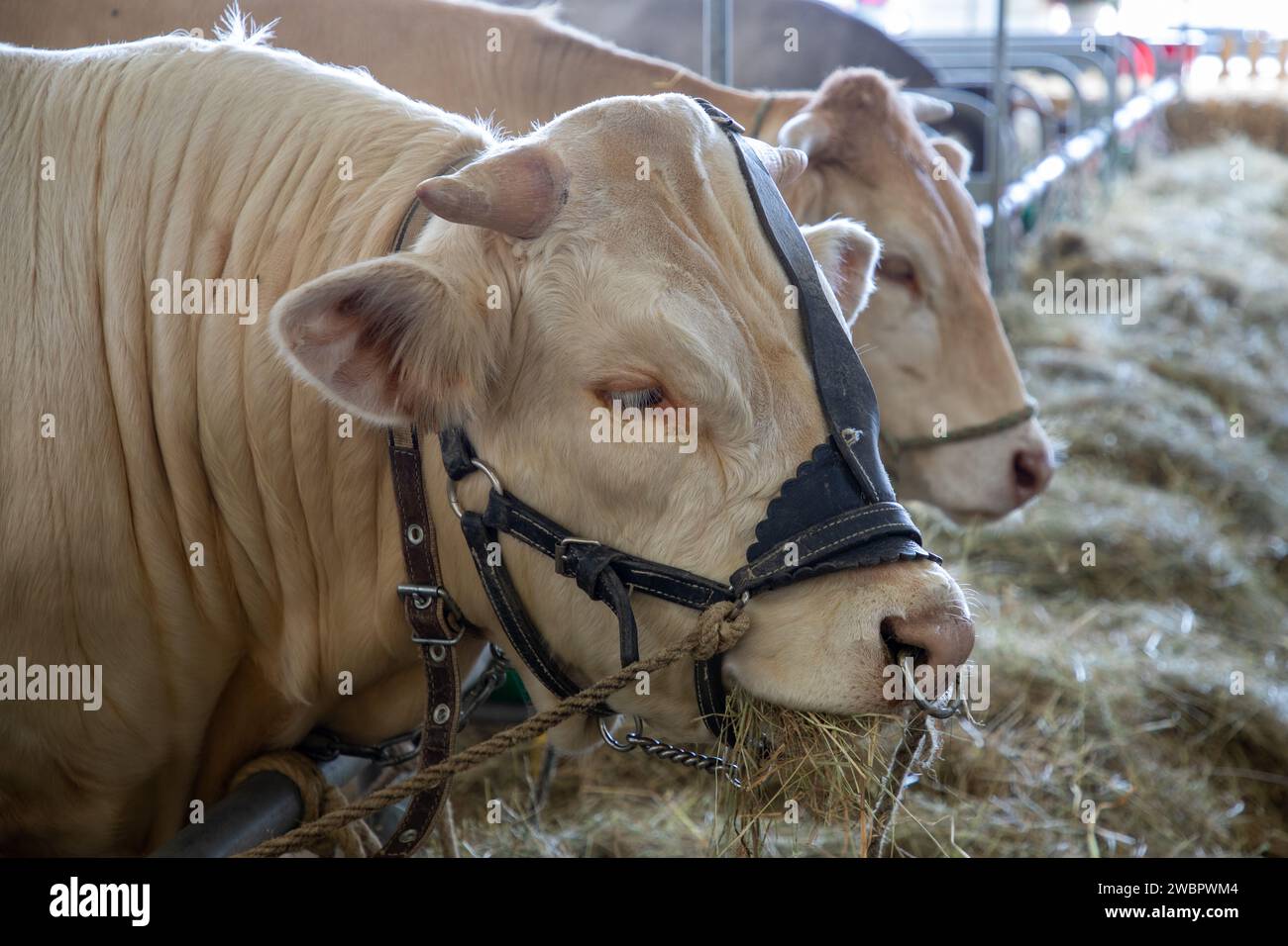 mucca di razza superiore legata durante una gara di allevamento bovino Foto Stock