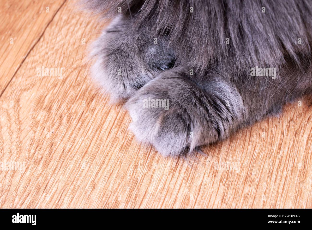 Zampe di gatto grigio soffice vicino sul pavimento di legno Foto Stock