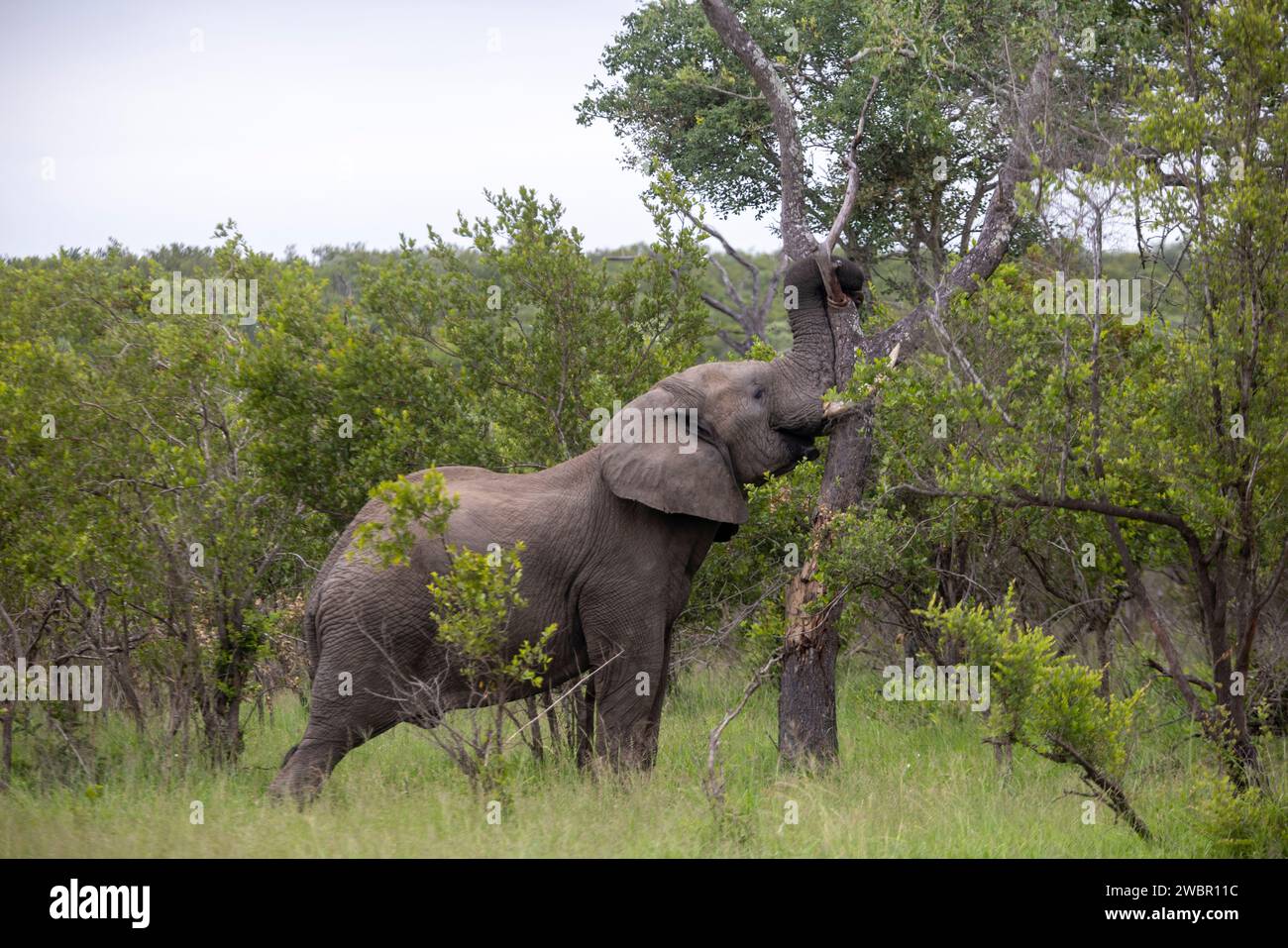 Elefante africano adulto che spinge un albero di Marula Foto Stock