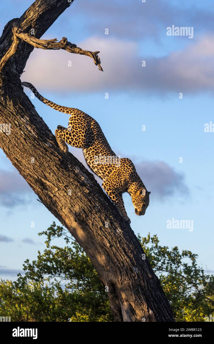 Leopardo maschio adulto (Panthera pardus) che scende da un tronco inclinato di un albero in cui si è riposato Foto Stock