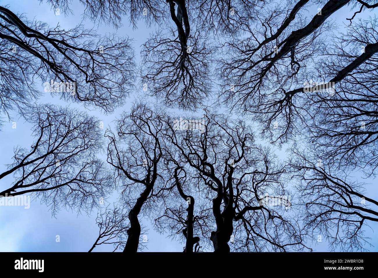Gespensterwald Blick in den Himmel, Ostseebad Nienhagen, Meclemburgo-Vorpommern, Deutschland | Ghost Wood Gespensterwald view towad the Sky, Nienhag Foto Stock