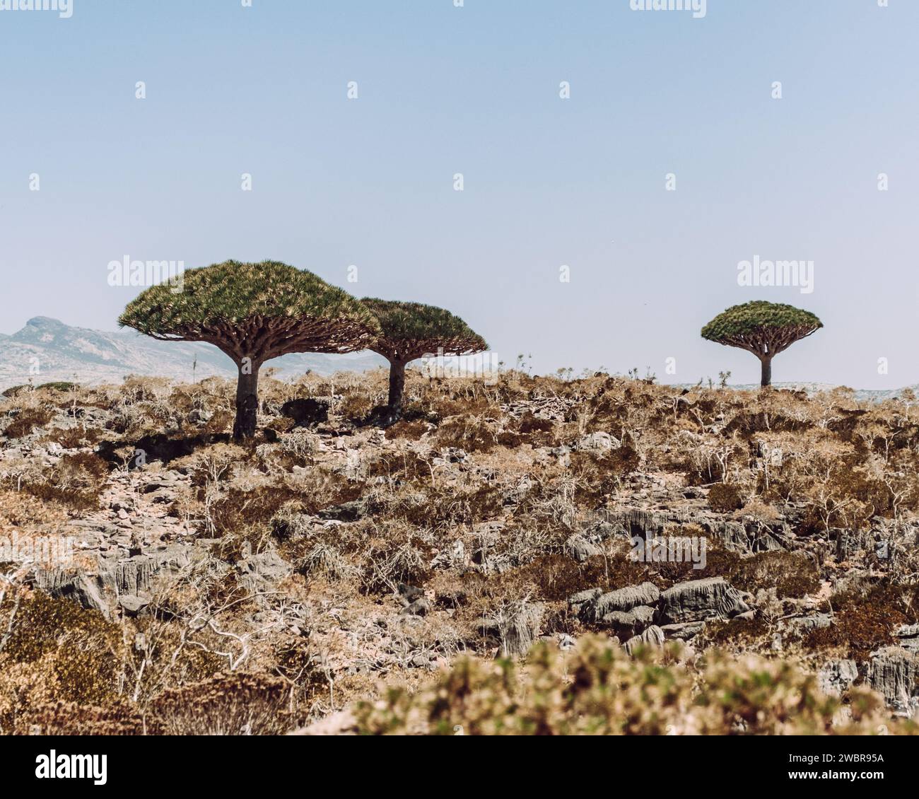 Alberi di Dragonblood sull'altopiano di Diksam sull'isola di Socotra, Yemen Foto Stock