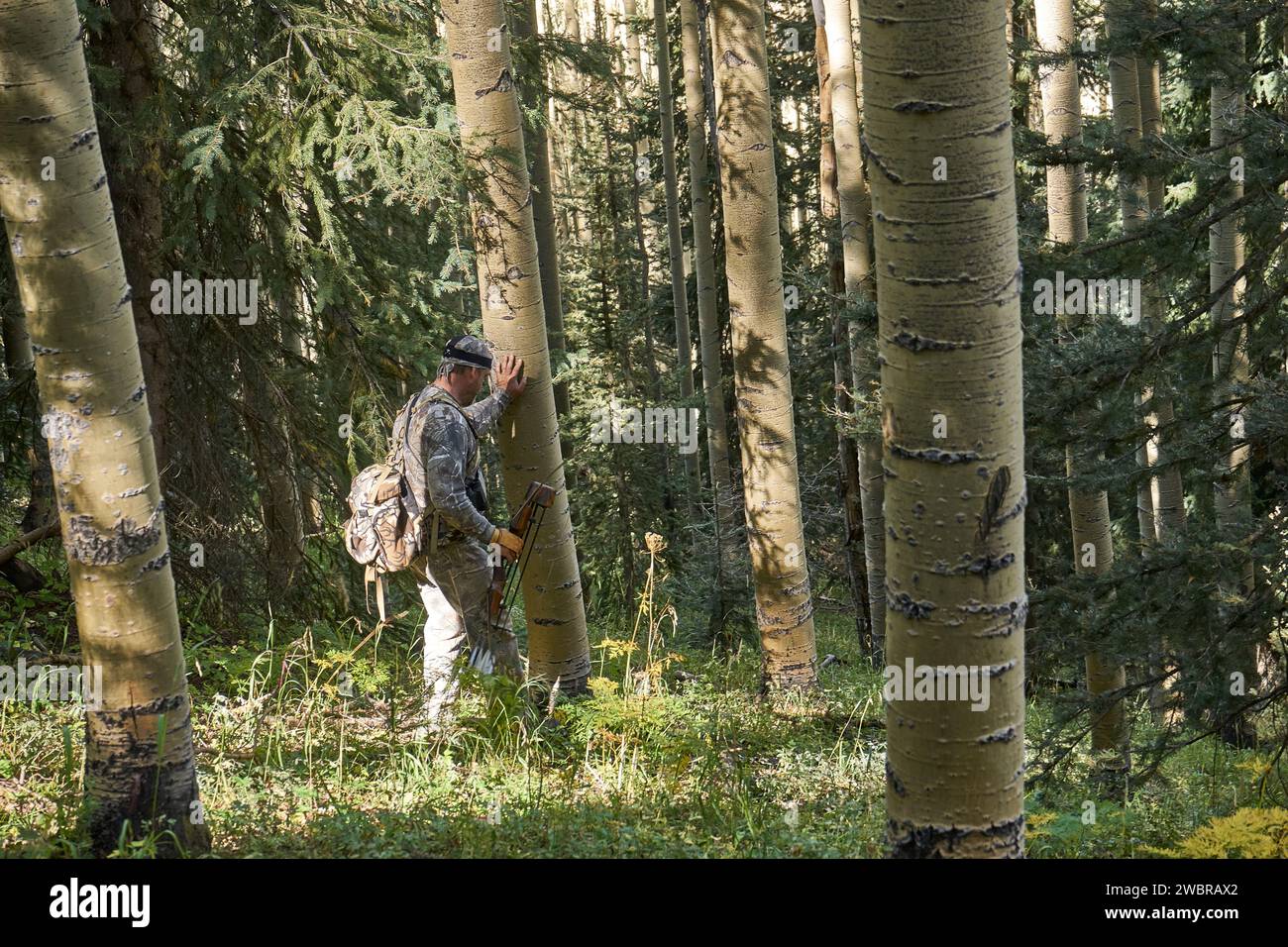 Caccia agli alci in Colorado Foto Stock