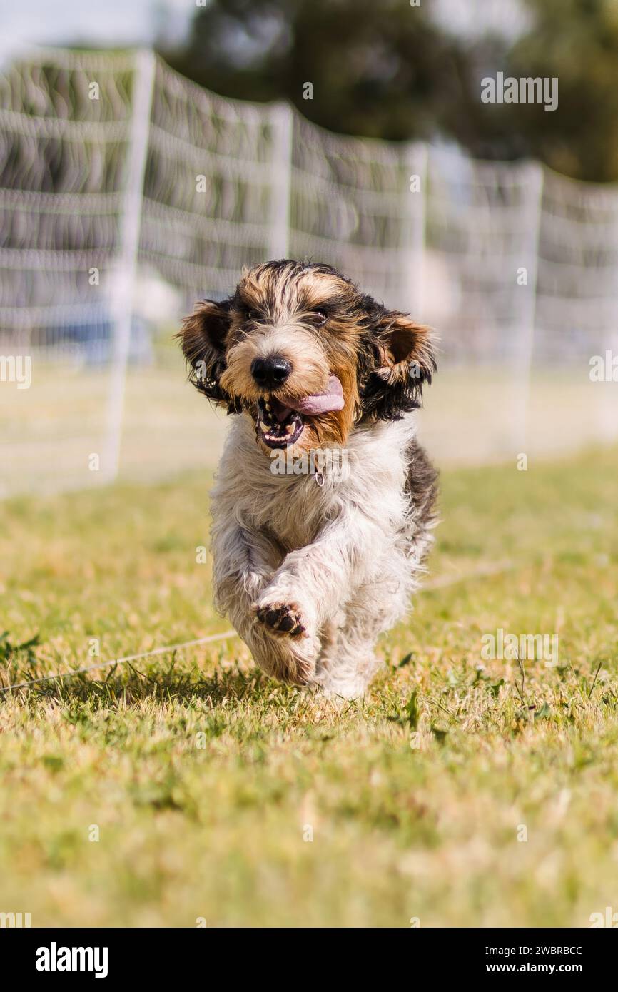 Felice ed eccitante Petit Basset Griffon Vendeen sport di cani da corsa Foto Stock