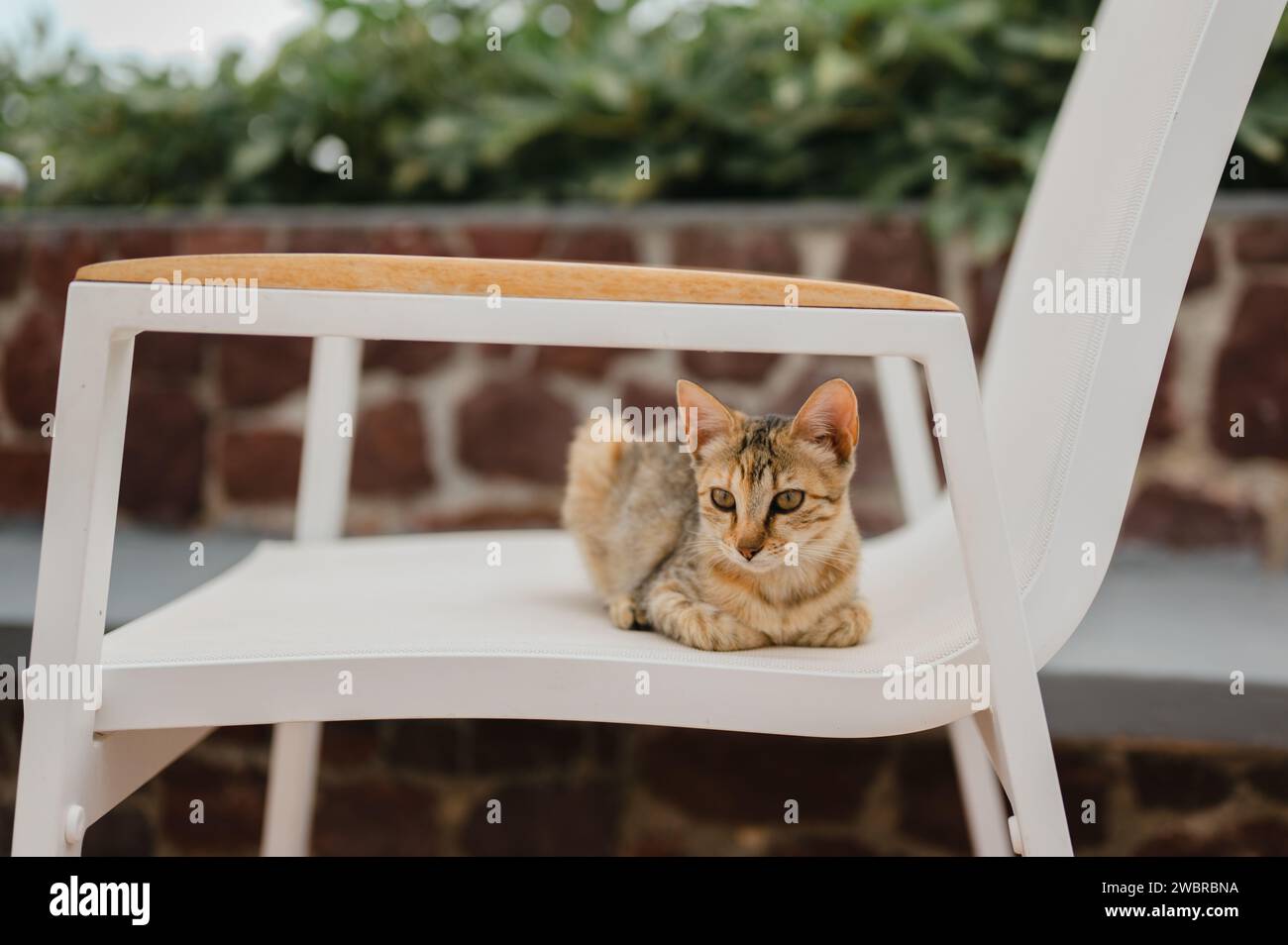 Gatto all'aperto seduto su una sedia da patio bianca a Santorini, Grecia Foto Stock