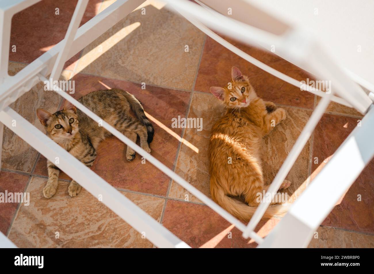 Due gattini che riposano sotto la sedia a sdraio della piscina su pavimento piastrellato in una giornata estiva Foto Stock